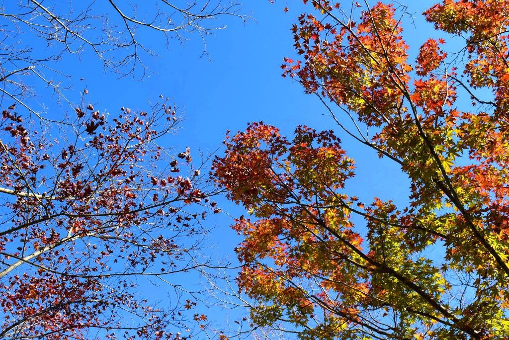 この画像には alt 属性が指定されておらず、ファイル名は DSC_0395min-1024x684.jpg です