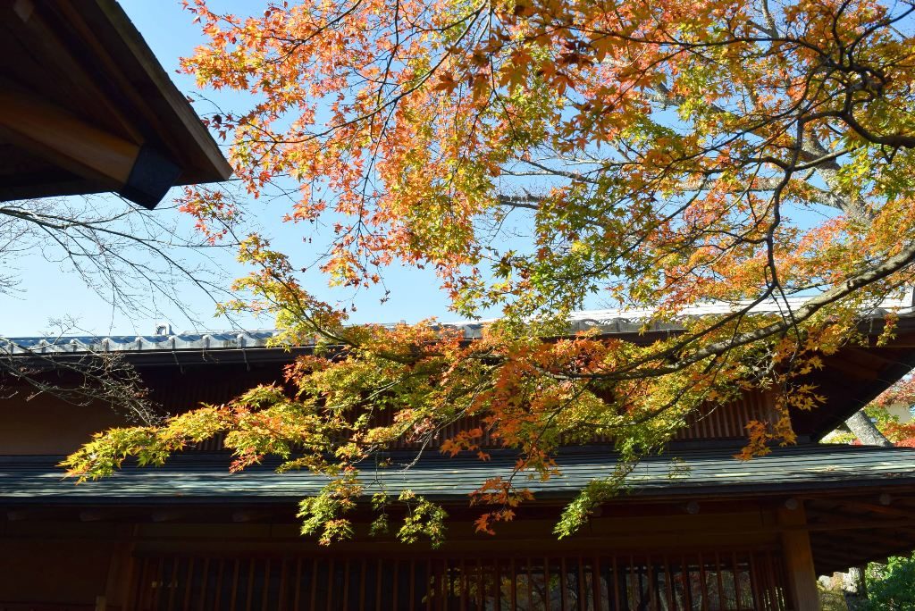 この画像には alt 属性が指定されておらず、ファイル名は DSC_0402min-1024x684.jpg です
