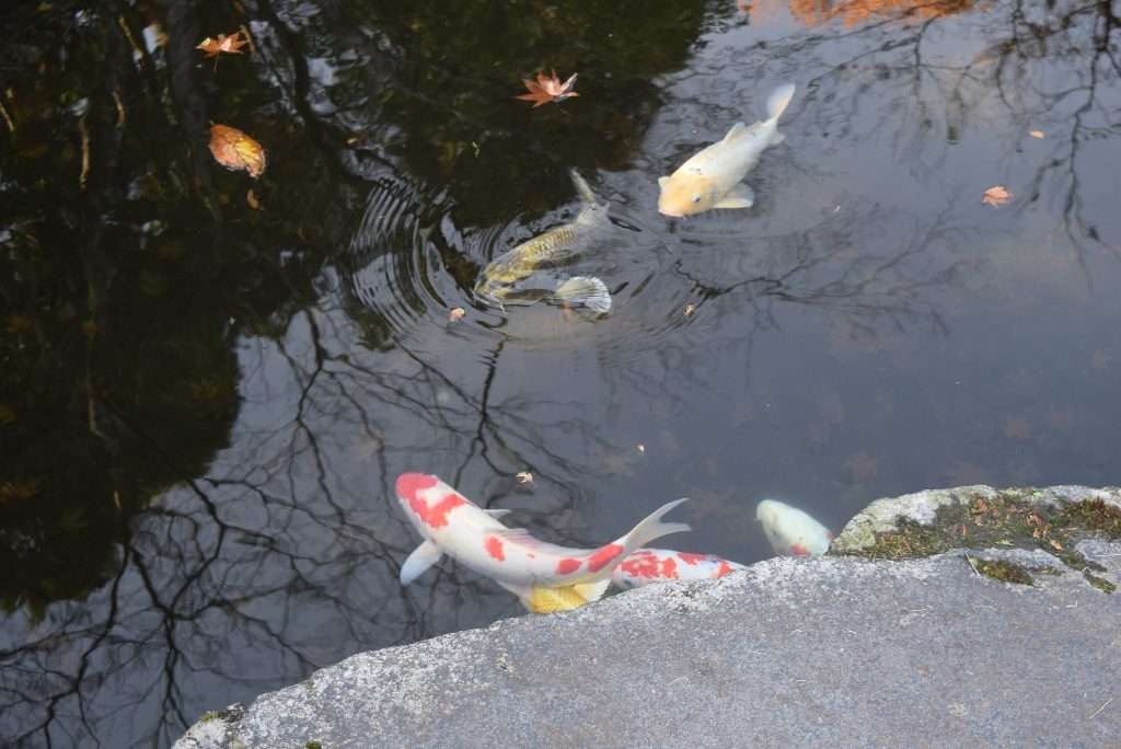 この画像には alt 属性が指定されておらず、ファイル名は DSC_0406min-1024x684.jpg です