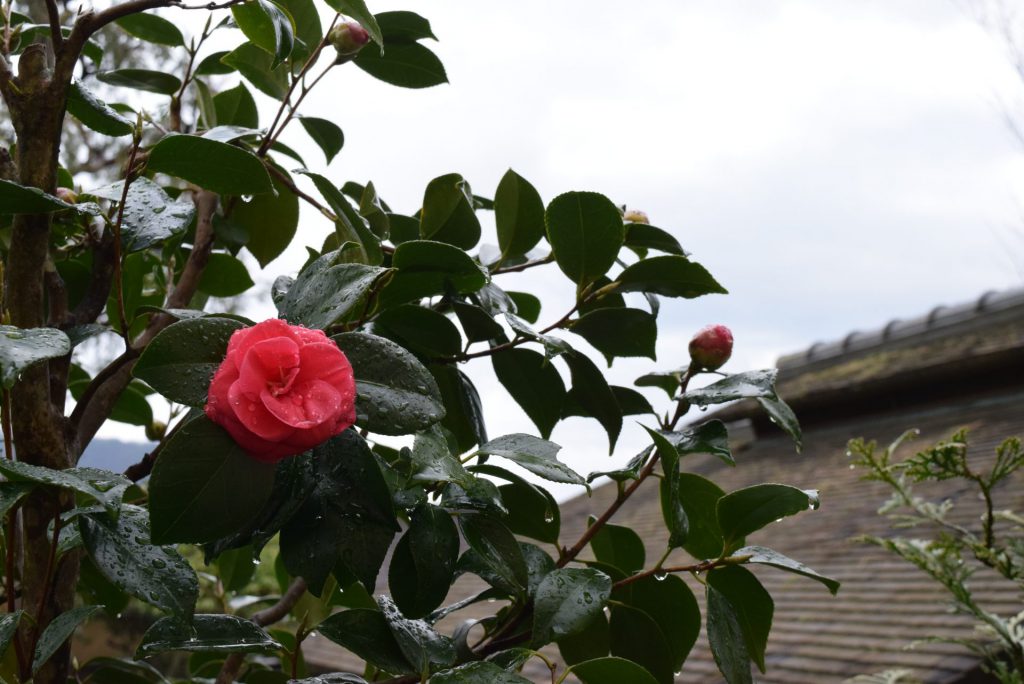 この画像には alt 属性が指定されておらず、ファイル名は DSC_0724-1024x684.jpg です