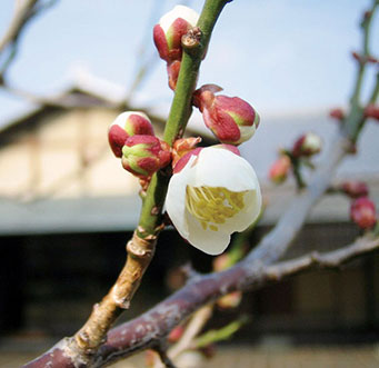 MOA美術館　冬
