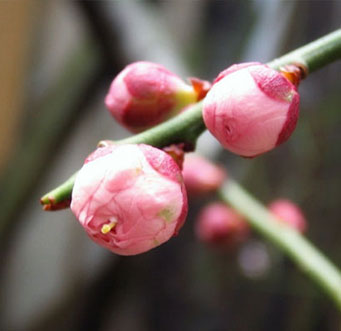 MOA美術館　冬