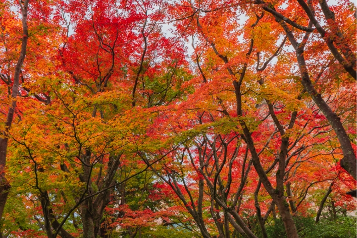 紅葉2