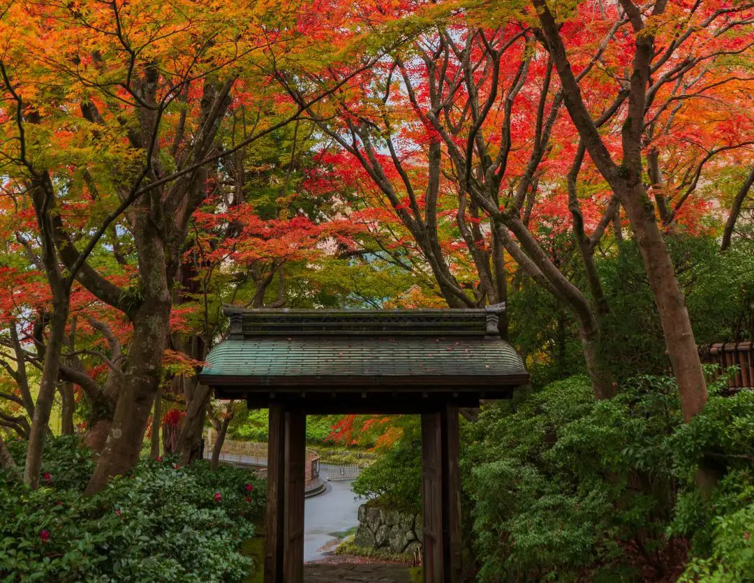 茶の庭 紅葉2021 – MOA美術館 | MOA MUSEUM OF ART