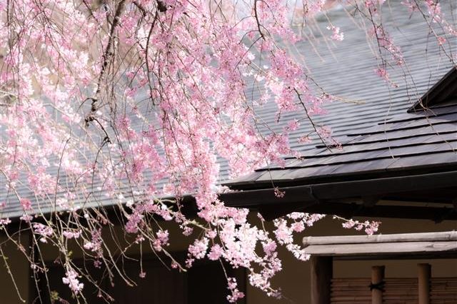 MOA美術館 桜 マップ3月下旬〜4月中旬の画像